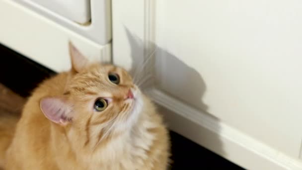 Mujer está alimentando lindo jengibre gato con carne. Fluffy mascota en la cocina . — Vídeos de Stock