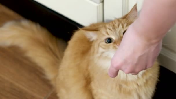 女性は、肉と生姜猫を供給します。キッチンでふわふわのペット. — ストック動画
