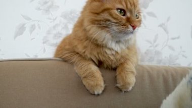 Şirin zencefil kedi kanepede oturuyor. Rahat ev. Kabarık evde beslenen hayvan görünüyor merak ile.
