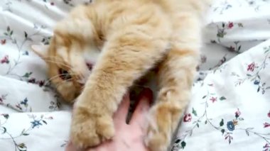 Şirin zencefil kedi oynuyor adamın el ile. Kabarık pet yatağında yatıyor. Rahat ev.