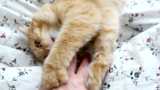 Χαριτωμένο γάτα τζίντζερ παίζοντας με επανδρώνει το χέρι. Αφράτο κατοικίδιο ζώο είναι ξαπλωμένη στο κρεβάτι. Ζεστό, άνετο σπίτι. — Αρχείο Βίντεο