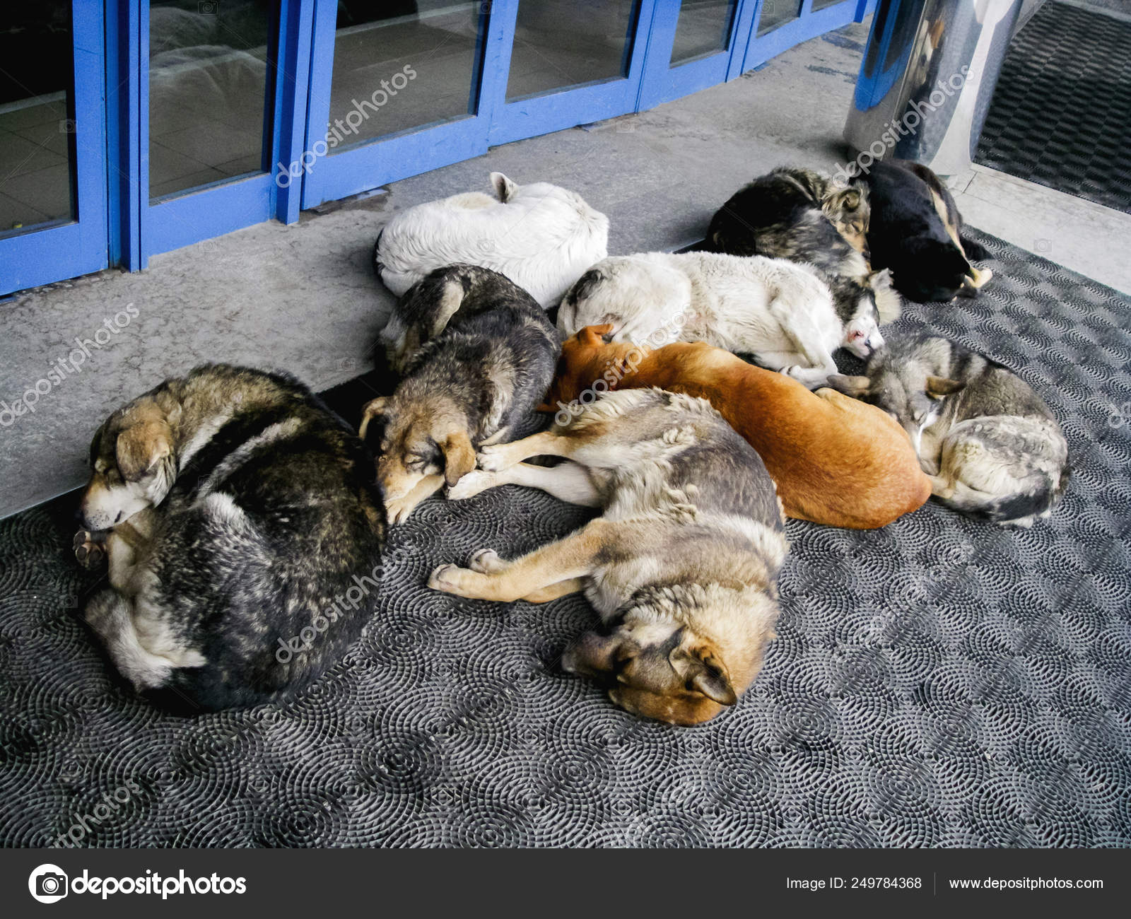 Why Do Dogs Sleep By Doors