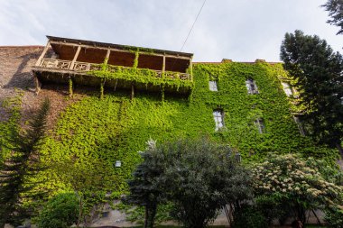 Sioni Katedrali. Bina tamamen Ivy ile büyümüş. Tiflis, Gürcistan'daki dini Simgesel Yapı.