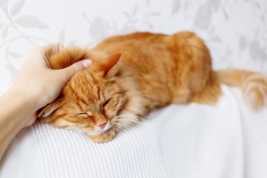 Kadın şirin zencefil kedi beyaz kumaş üzerine yalan okşayarak. Kabarık pet pinekleme.