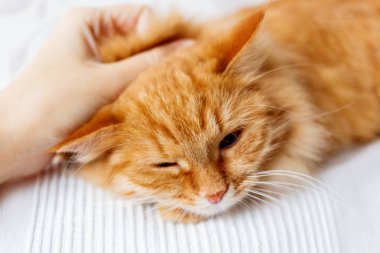 Kadın şirin zencefil kedi beyaz kumaş üzerine yalan okşayarak. Kabarık pet pinekleme.