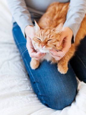 Şirin zencefil kedi kadının ellerinde yatıyor. Kabarık pet rahat uyumak için veya oynamak için yerleşti. Evde rahat sabah uyku zamanı.