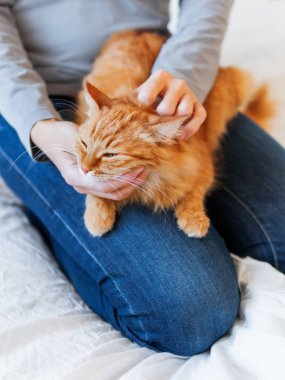 Şirin zencefil kedi kadının ellerinde yatıyor. Kabarık pet rahat uyumak için veya oynamak için yerleşti. Evde rahat sabah uyku zamanı.