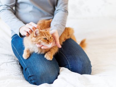 Şirin zencefil kedi kadının ellerinde yatıyor. Kabarık pet rahat uyumak için veya oynamak için yerleşti. Evde rahat sabah uyku zamanı.