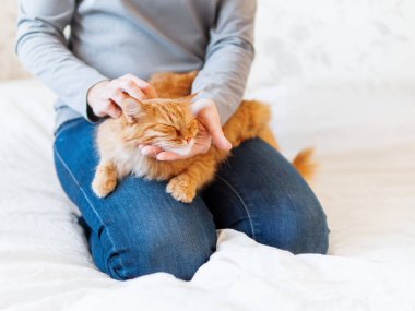 Şirin zencefil kedi kadının ellerinde yatıyor. Kabarık pet rahat uyumak için veya oynamak için yerleşti. Evde rahat sabah uyku zamanı.