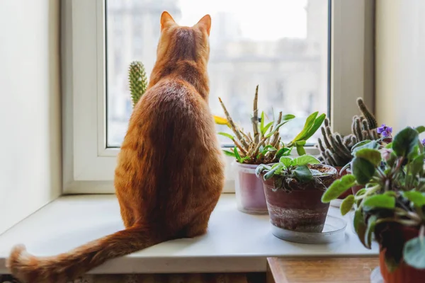 Niedliche Ingwerkatze, die auf der Fensterbank in der Nähe von Zimmerpflanzen sitzt. gemütliches Zuhause Hintergrund mit häuslichen flauschigen Haustier. — Stockfoto