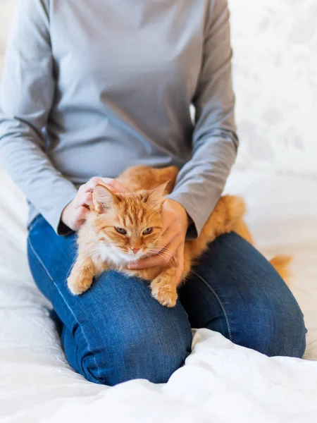 Mignon chat roux repose sur les mains de la femme. Animaux pelucheux confortablement installés pour dormir ou jouer. Confortable coucher du matin à la maison . — Photo