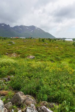 Çayırları, dağları ve köyü olan güzel bir İskandinav manzarası. Lofoten Adaları, Norveç.