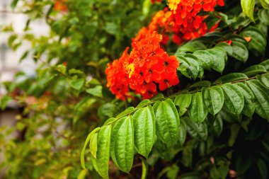 Çiçeklenme ile doğal arka plan kırmızı tropikal çiçek. Islak bitki su damlaları ile yağmur sonra bırakır. Malezya.