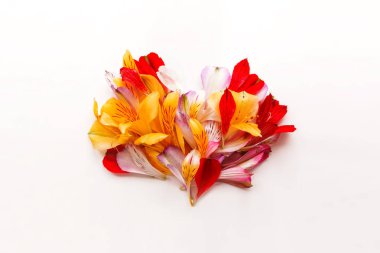 Beyaz arka plan üzerinde kalp şeklinde, sembolü aşk ve romantizm çiçek yaprakları. Bahar çiçek doğal arka plan.