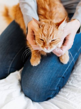 Şirin zencefil kedi kadının ellerinde yatıyor. Kabarık pet rahat uyumak için veya oynamak için yerleşti. Evde rahat sabah uyku zamanı.