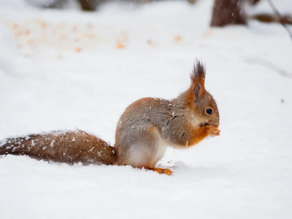 Ingwer Eichhörnchen sitzt auf Schnee im Winterwald. Neugieriges Nagetier isst eine Nuss. — Stockfoto