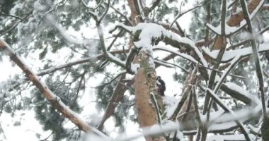 Büyük benekli ağaçkakan, Dendrocopos Major, bir ağacın kabuğuna vurur, ve kırılabilir böcekler çıkarır. Kışın ormandaki kuş.