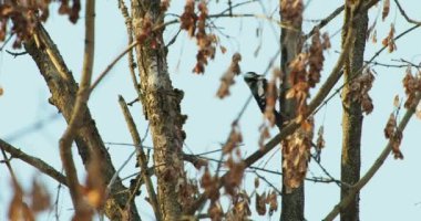 Büyük benekli ağaçkakan, Dendrocopos Major, bir ağacın kabuğuna vurur, ve kırılabilir böcekler çıkarır. Kışın ormandaki kuş.