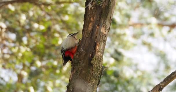 Gran pájaro carpintero manchado, Dendrocopos major, golpea la corteza de un árbol, extrayendo insectos edables. Pájaro en bosque de invierno. — Vídeos de Stock