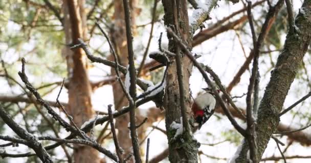 Gran pájaro carpintero manchado, Dendrocopos major, golpea la corteza de un árbol, extrayendo insectos edables. Pájaro en bosque de invierno. — Vídeo de stock
