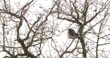 Fieldfare Turdus pilaris donmuş ağaç dalları üzerinde oturuyor. Renkli kuş kış ormandaki görüntülerini kapat.