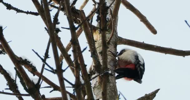Grand pic tacheté, Dendrocopos major, frappe à l'écorce d'un arbre, extrayant des insectes edables. Oiseau en forêt hivernale. — Video