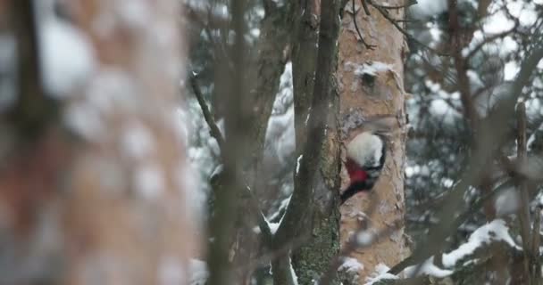 Büyük benekli ağaçkakan, Dendrocopos Major, bir ağacın kabuğuna vurur, ve kırılabilir böcekler çıkarır. Kışın ormandaki kuş. — Stok video