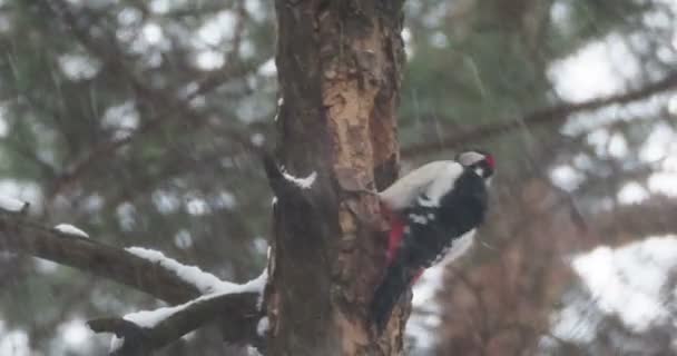 Gran pájaro carpintero manchado, Dendrocopos major, golpea la corteza de un árbol, extrayendo insectos edables. Pájaro en bosque de invierno. — Vídeo de stock