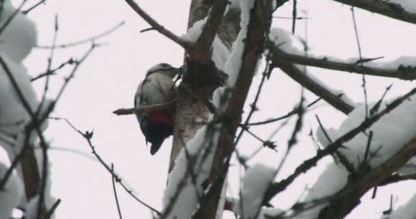 Grand pic tacheté, Dendrocopos major, frappe à l'écorce d'un arbre, extrayant des insectes edables. Oiseau en forêt hivernale. — Video