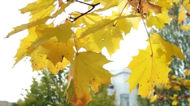 Fondo natural de otoño con follaje de arce amarillo . — Vídeos de Stock