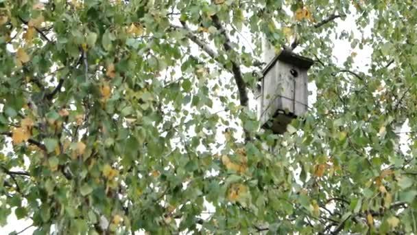 Trä birdhouse fäst bland Björk trädgrenar. Höstlöven med gula blad — Stockvideo