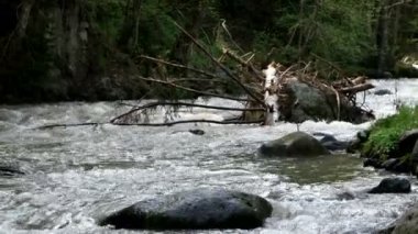 Borjomi şehirde, Georgia ülke hızlı dağ nehir akar.