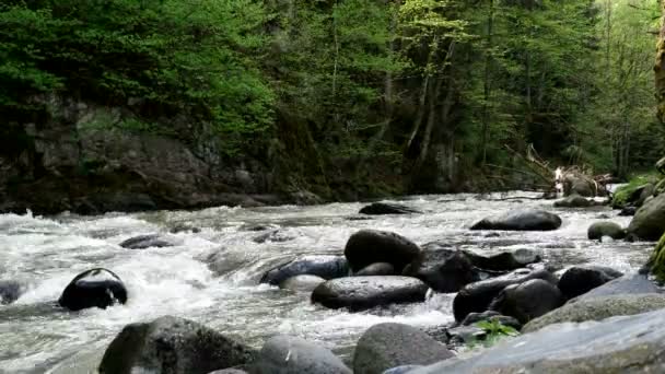 Ταχεία ορεινό ποτάμι ρέει γύρω από τον προορισμό Borjomi πόλη, χώρα ΓΕΩΡΓΙΑ. — Αρχείο Βίντεο
