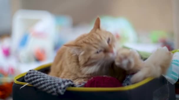 Katt slickar i ruta med handarbete - härvor garn, vikta tyger och trådar. — Stockvideo