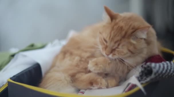 Boîte intérieure léchage chat avec aiguilles - écheveaux de fils, tissus pliés et fils . — Video