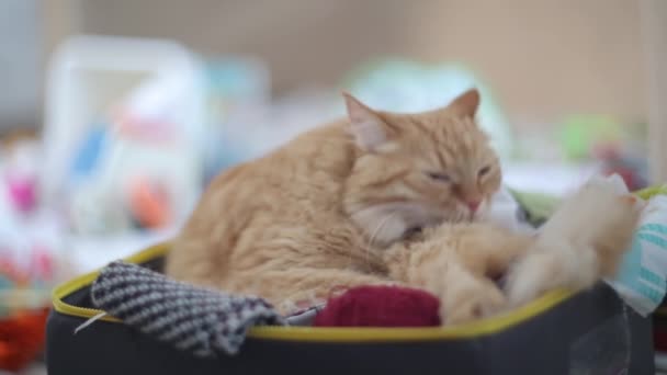 Kat likken in doos met handwerk - strengen van gevouwen stoffen, garens en draden. — Stockvideo