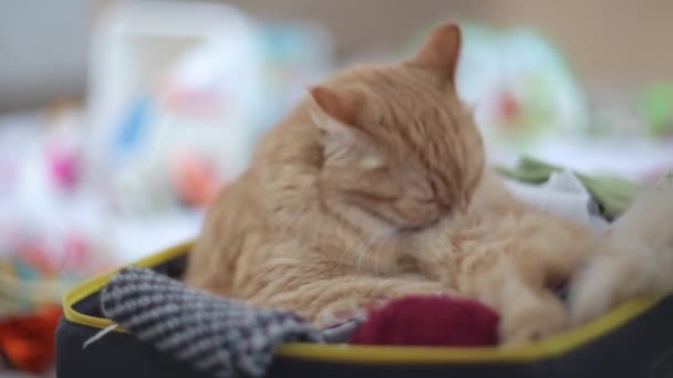 Kočka olizovat uvnitř krabice s výšivkou - přadénkách příze, skládané textilie a vlákna. — Stock video