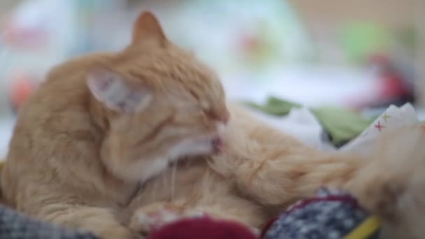 Leccata di gatto all'interno della scatola con cucito - matassine di filati, tessuti piegati e fili . — Video Stock