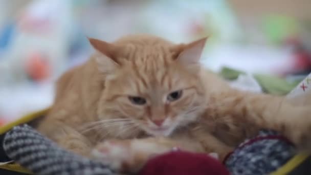 Cat licking inside box with needlework - skeins of yarn, folded fabrics and threads. — Stock Video