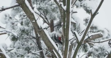 Büyük benekli ağaçkakan, Dendrocopos Major, bir ağacın kabuğuna vurur, ve kırılabilir böcekler çıkarır. Kışın ormandaki kuş.