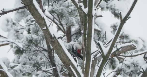 Gran pájaro carpintero manchado, Dendrocopos major, golpea la corteza de un árbol, extrayendo insectos edables. Pájaro en bosque de invierno. — Vídeo de stock