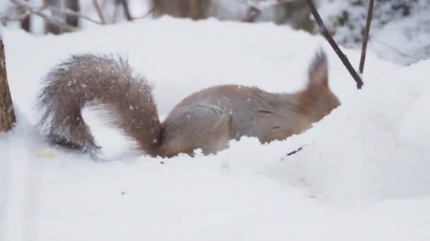 Tupai jahe duduk di atas salju di hutan musim dingin. Tikus penasaran makan kacang . — Stok Video