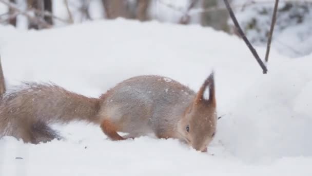 Ginger ekorren sitter på snö i skogen vinter. Nyfikna gnagare äter en mutter. — Stockvideo
