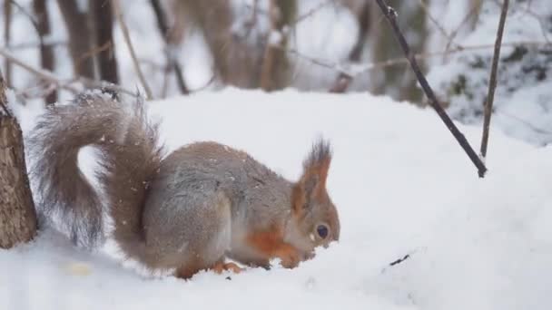 Ginger ekorren sitter på snö i skogen vinter. Nyfikna gnagare äter en mutter. — Stockvideo