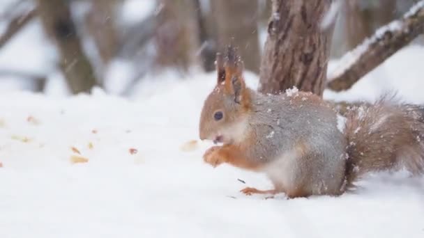 Esquilo de gengibre senta-se na neve na floresta de inverno. Roedor curioso comendo uma noz . — Vídeo de Stock