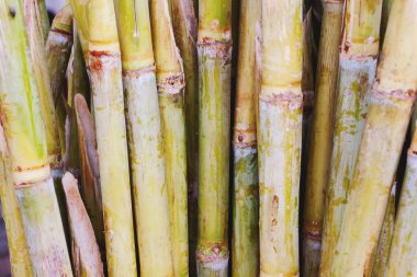 Şeker kamışı sapları meyve suyu işlemeye hazır. Alexandria, Mısır.