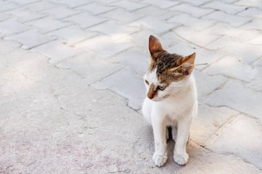 Başıboş üç renkli kedi kaldırımda oturuyor. Evsiz hayvan açık havada.