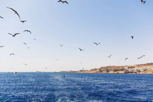 Seagulls są nurkowanie w wodzie do połowu żywności. Naturalne tło z falami oceanu. Hurghada Wybrzeże, Morze Czerwone, Egipt. — Zdjęcie stockowe