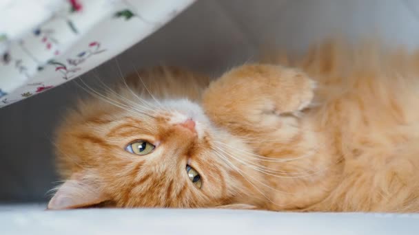 Lindo gato de jengibre acostado boca arriba en la cama. Mascota esponjosa con expresión facial curiosa . — Vídeos de Stock