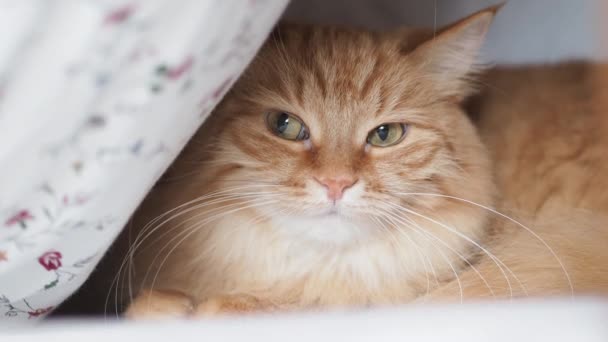 Lindo gato jengibre acostado debajo de una manta en la cama. Mascota esponjosa con expresión facial curiosa . — Vídeos de Stock